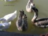 Eski Kermen20G.JPG - 